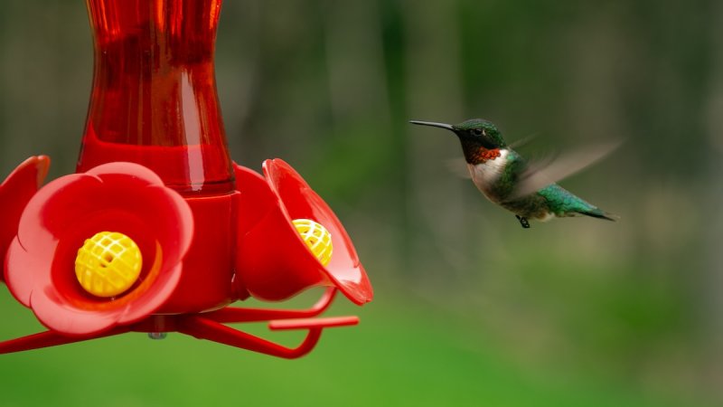 A green and white hummingbird hovers above a bright red hummingbird feeder.