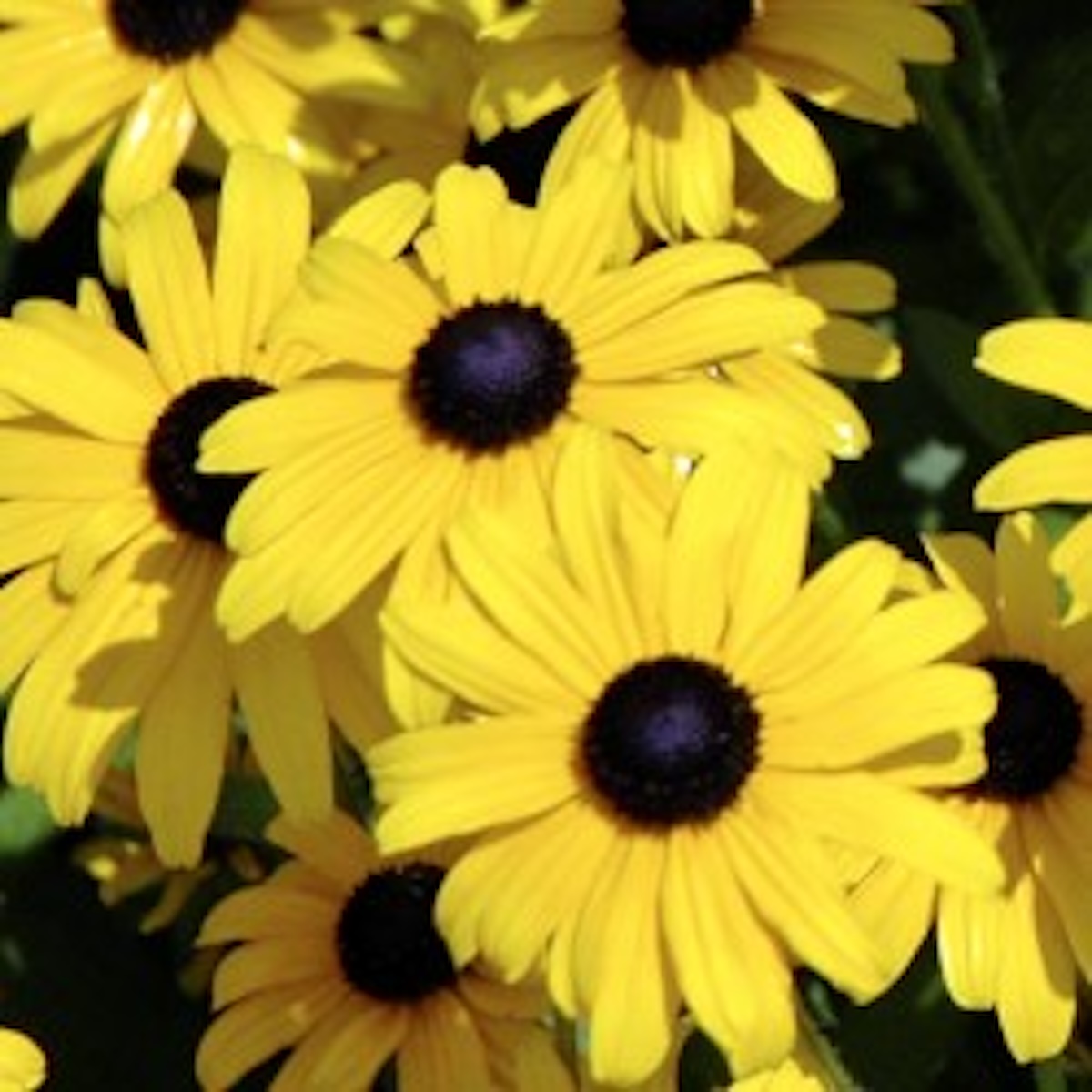 Small, yellow black-eyed Susan blooms growing on a sunny day. 