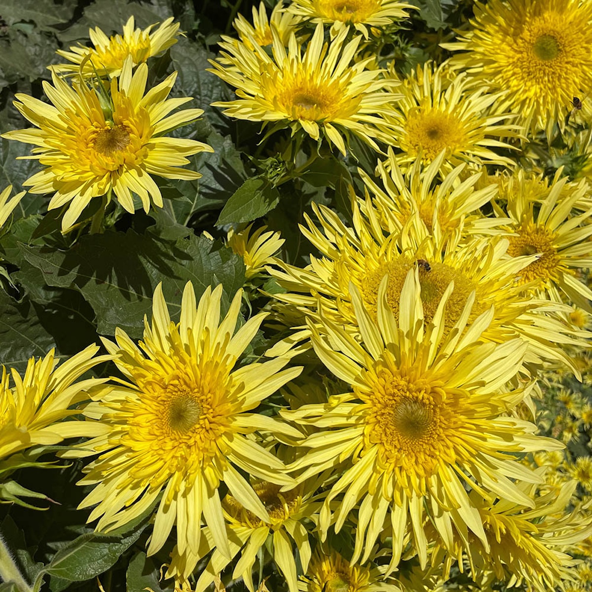 The Lemon Cutie Sunflower variety growing bright blooms in a tight cluster. 