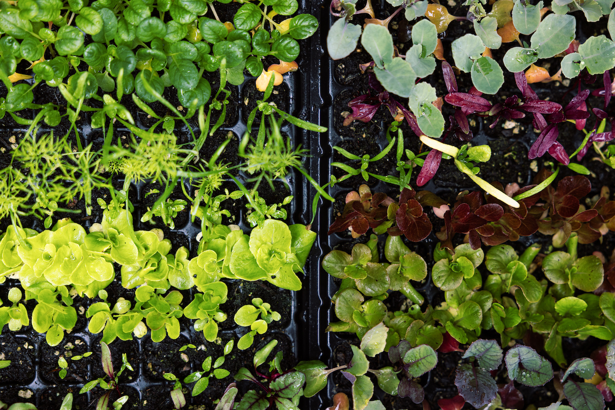 A variety of plant starts and seedings in black trays, including lettuces, broccoli and other vegetables.