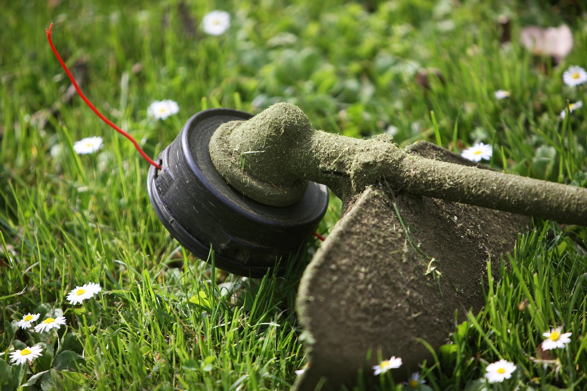 A weed eating sits in a patch of grass with its red string poking out.