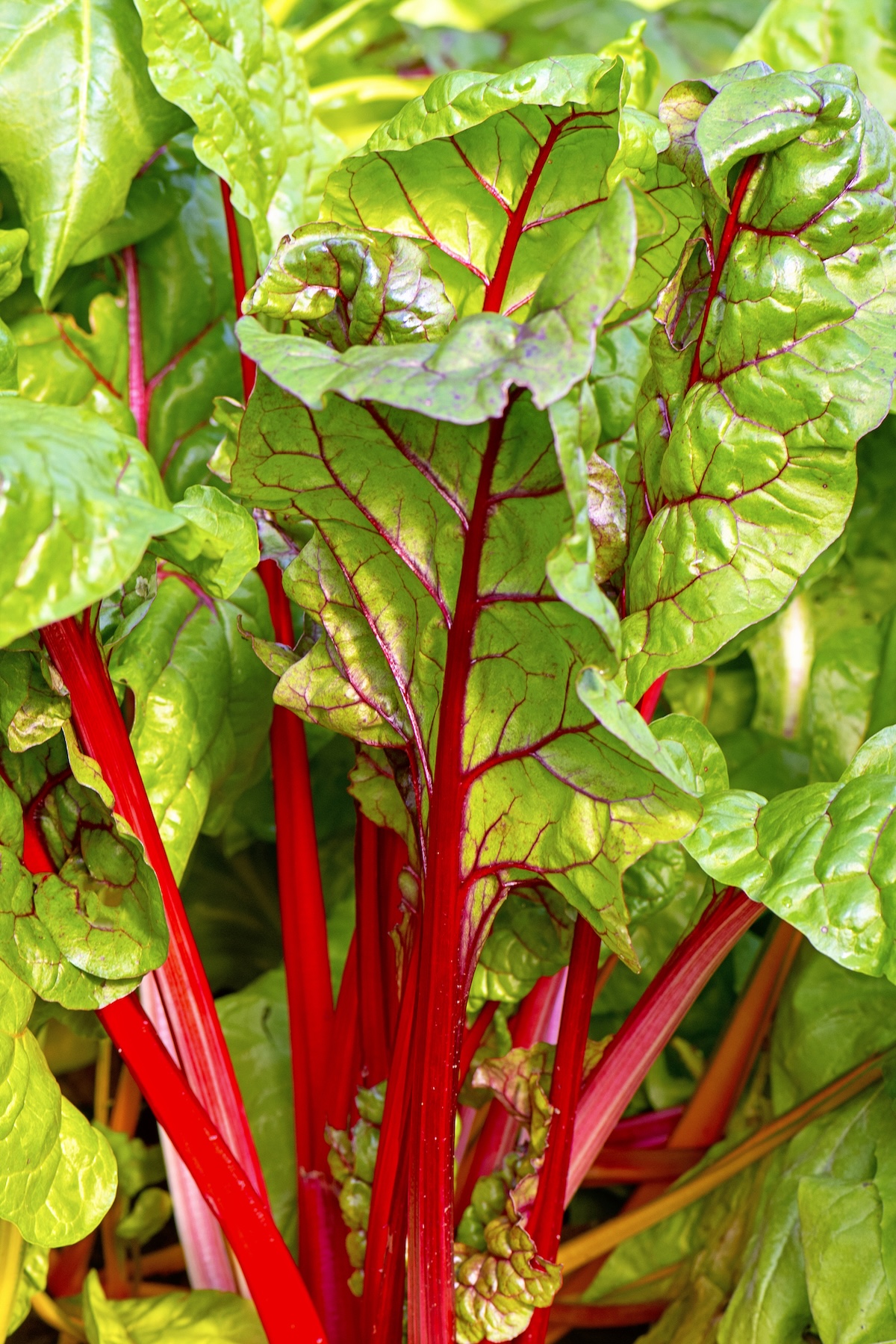 Swiss chard growing in a home garden.