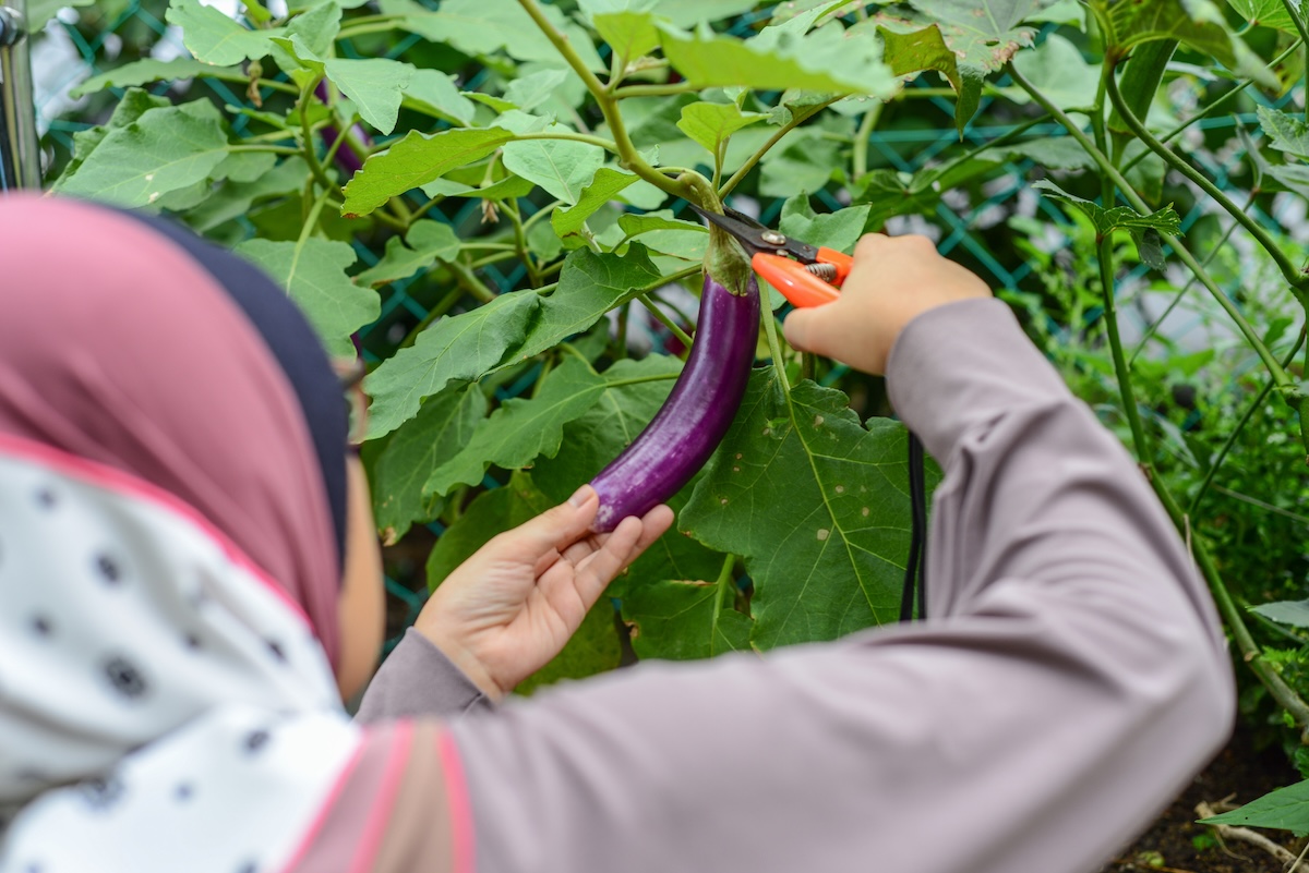 A gardener harvesting homegrown eggplants from her garden.