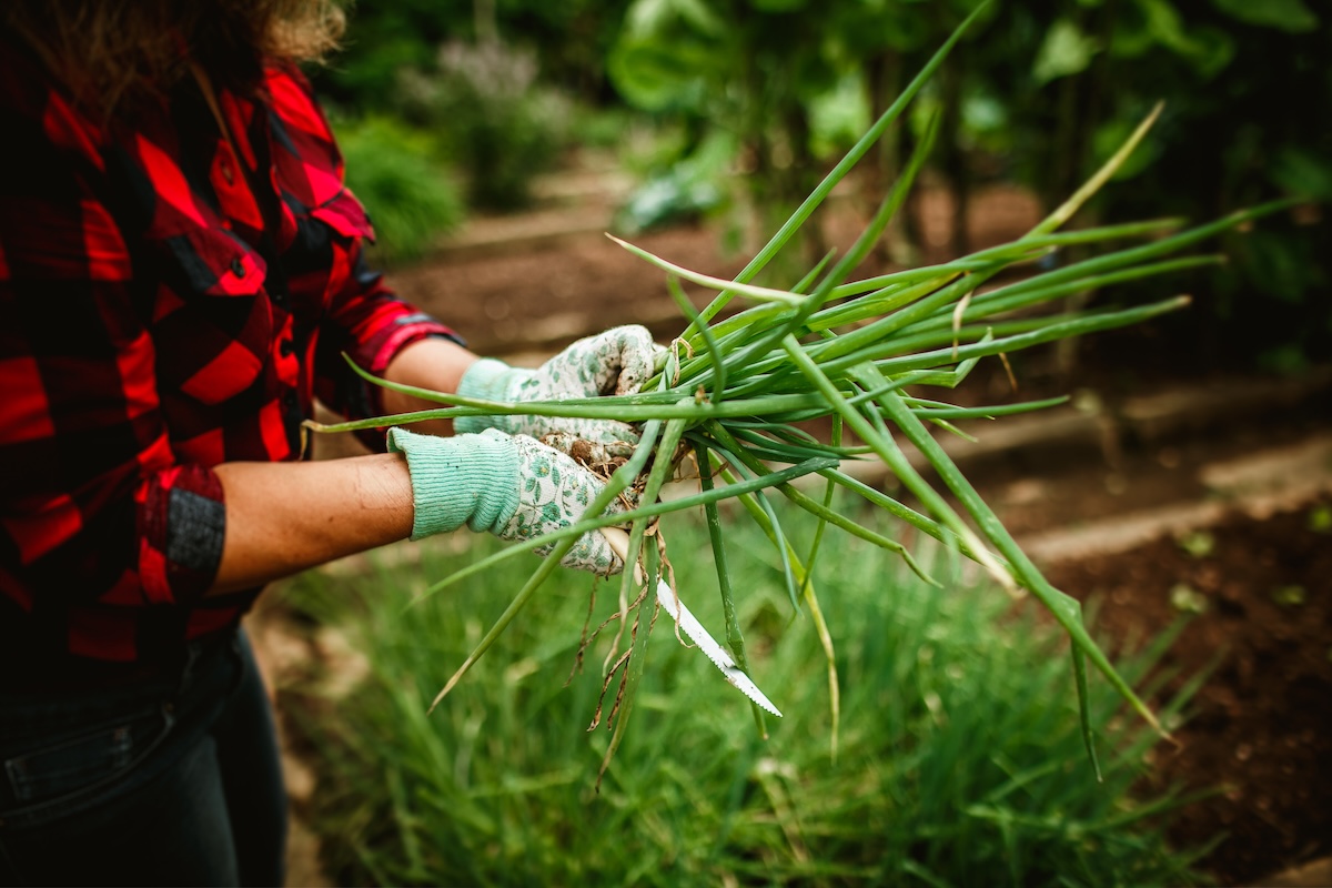 A gardener harvesting green onions from a home garden.