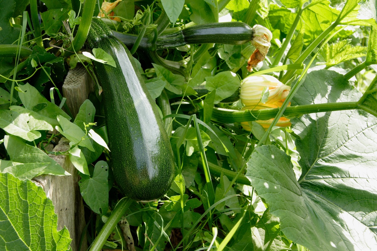 A zucchini plant growing in a home garden during dry summer.