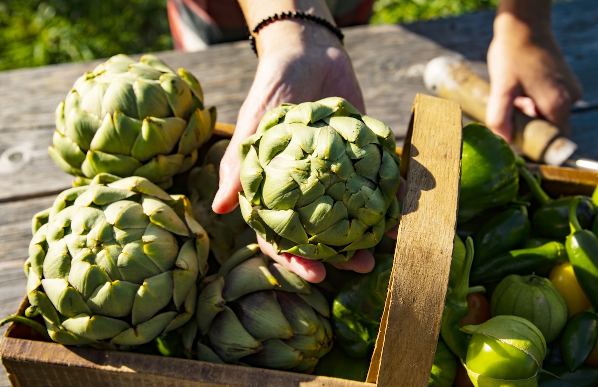 A gardener holding an artichoke harvested during a dry spell.