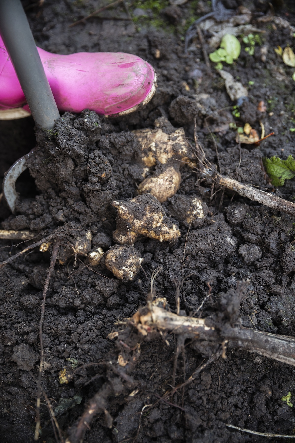 A gardener digging up Jerusalem artichokes in her garden.