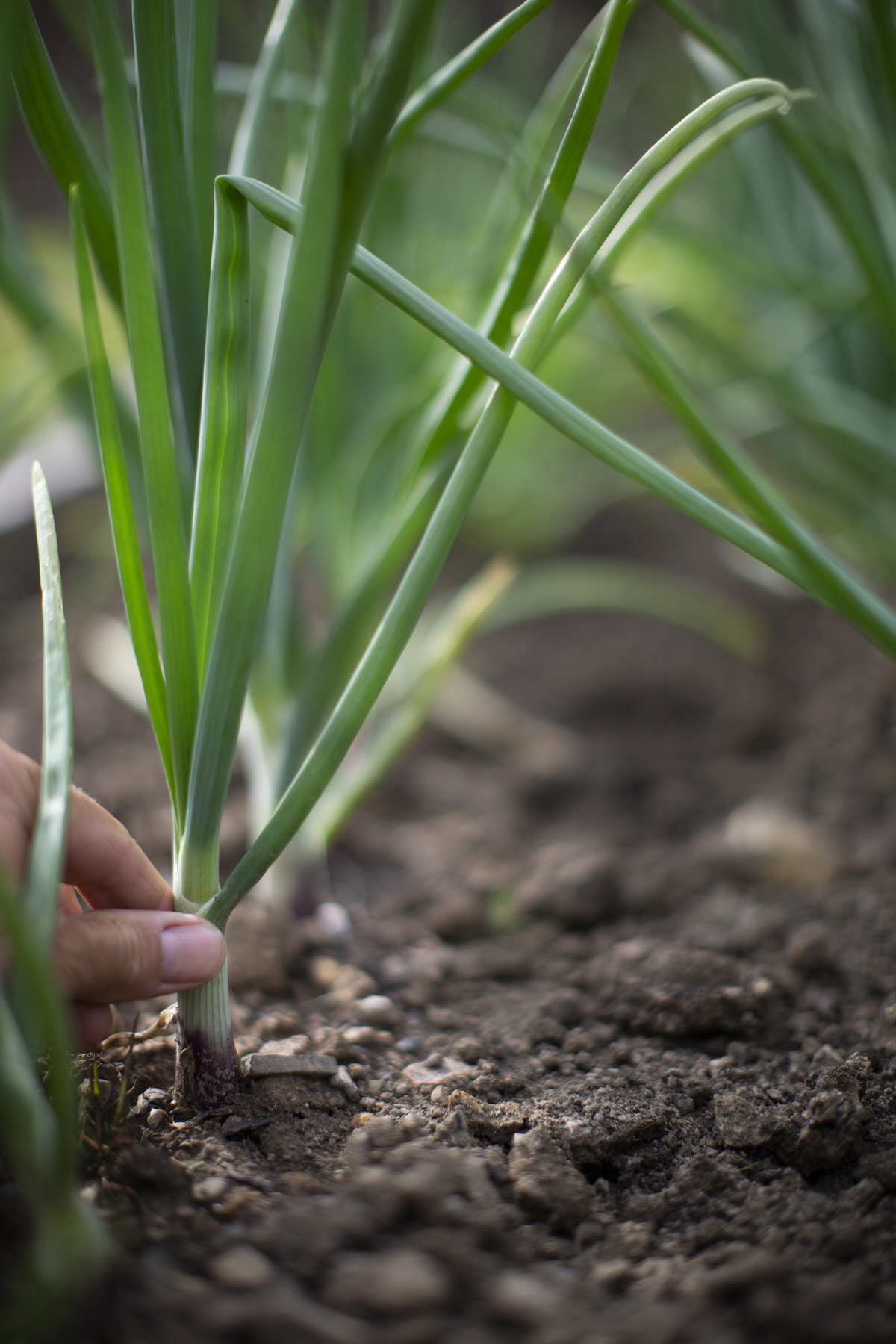 A gardener harvesting green onions.