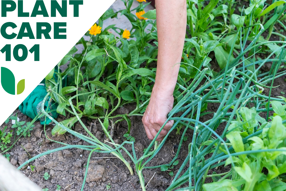 A gardener harvesting green onions.