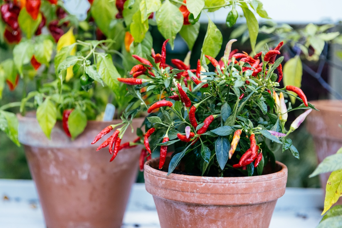 Planters filled with chili pepper plants for drought-tolerant vegetable gardening.