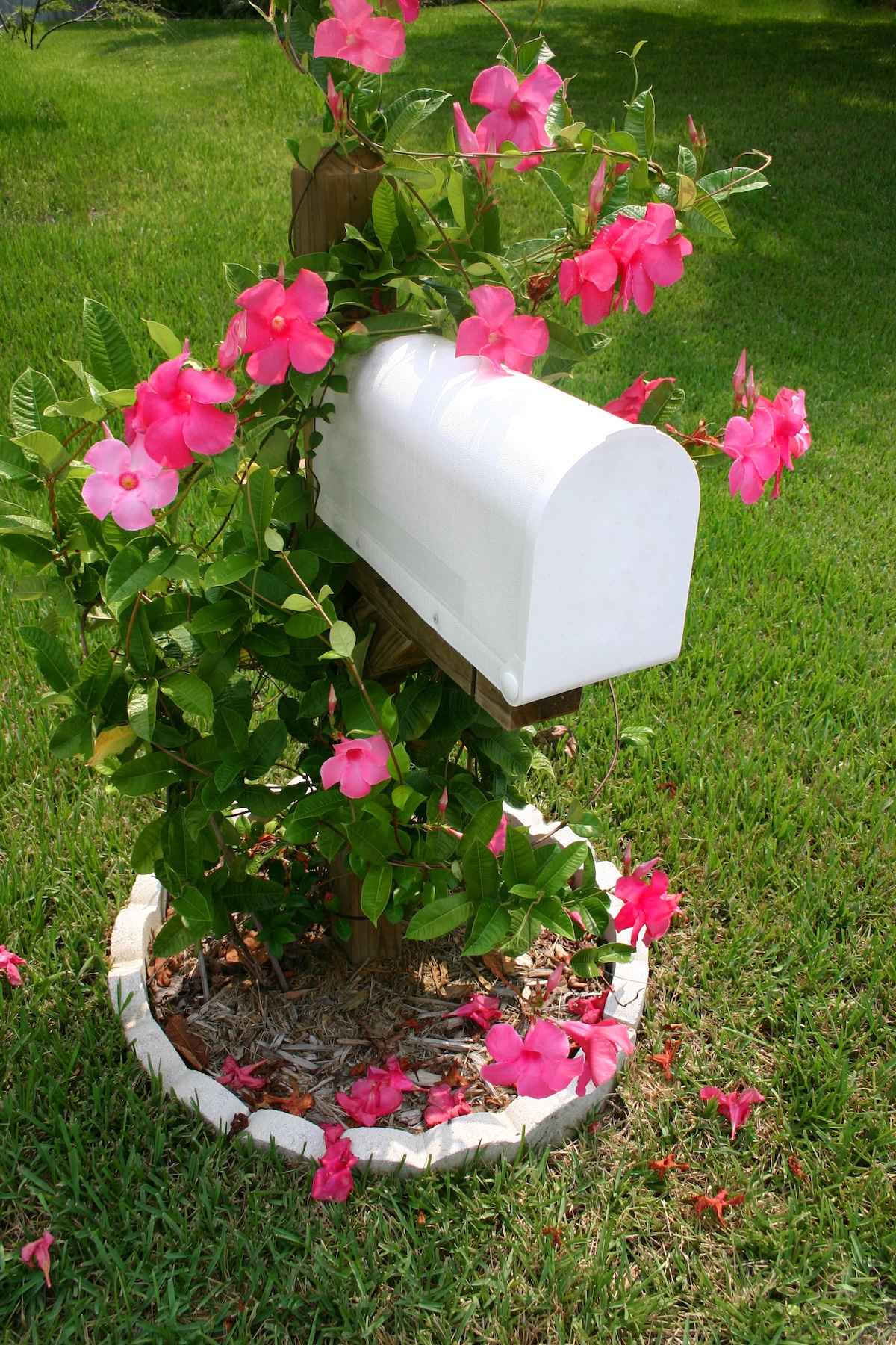 A mailbox with climbing pink flowers.