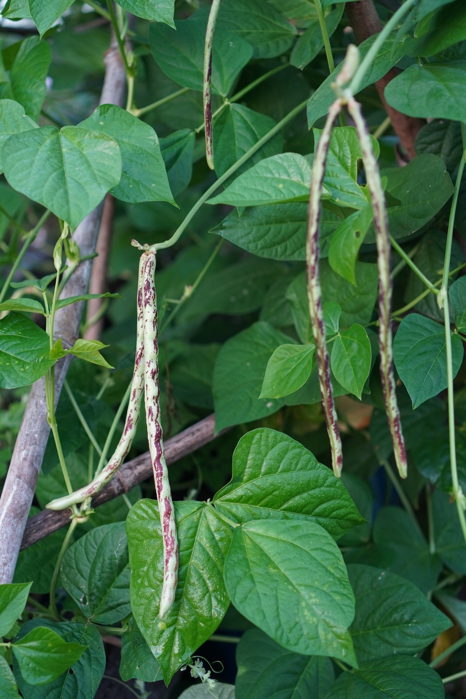 Rattlesnake pole beans growing on a trellis in a home garden.