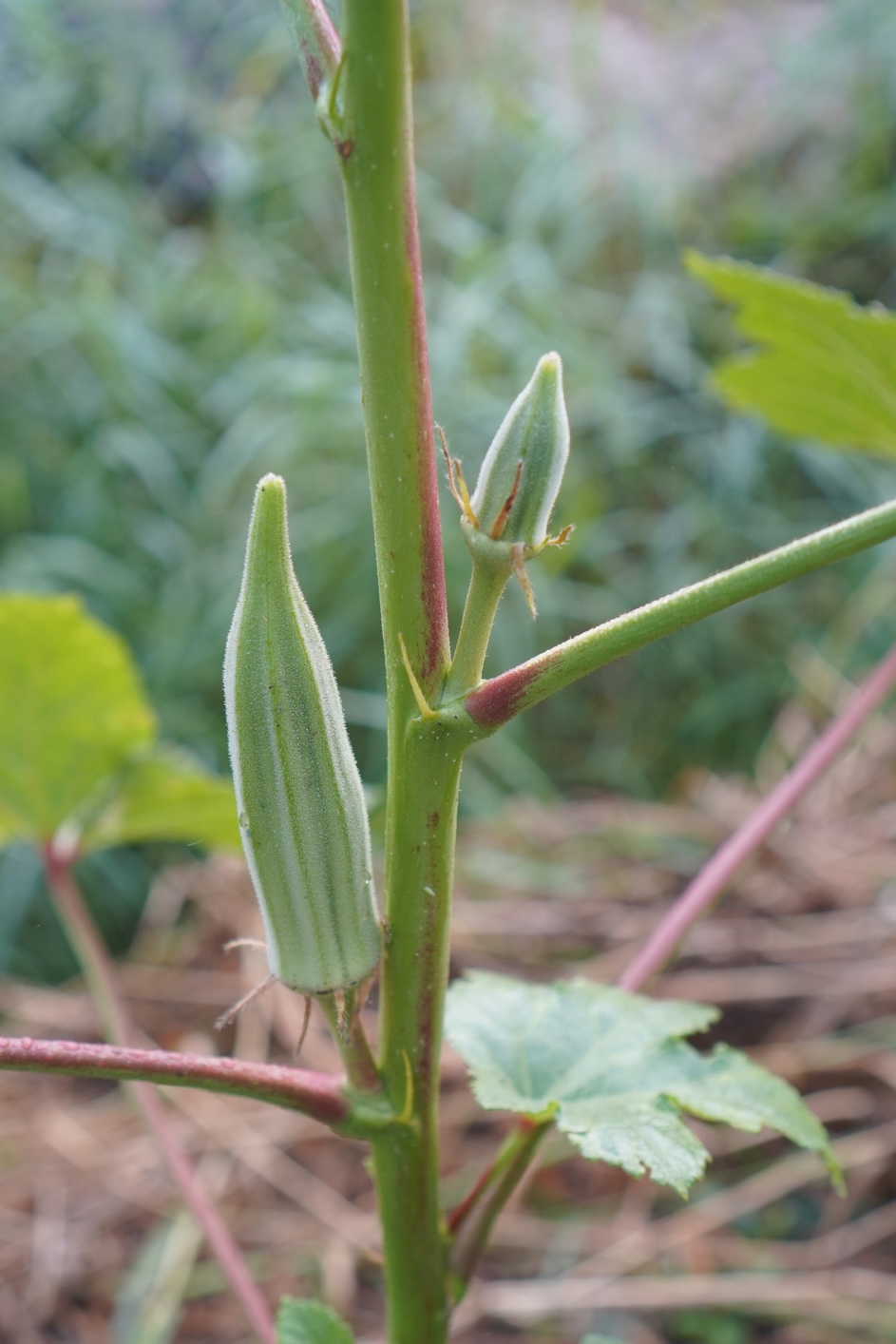 Okra growing in a home garden.