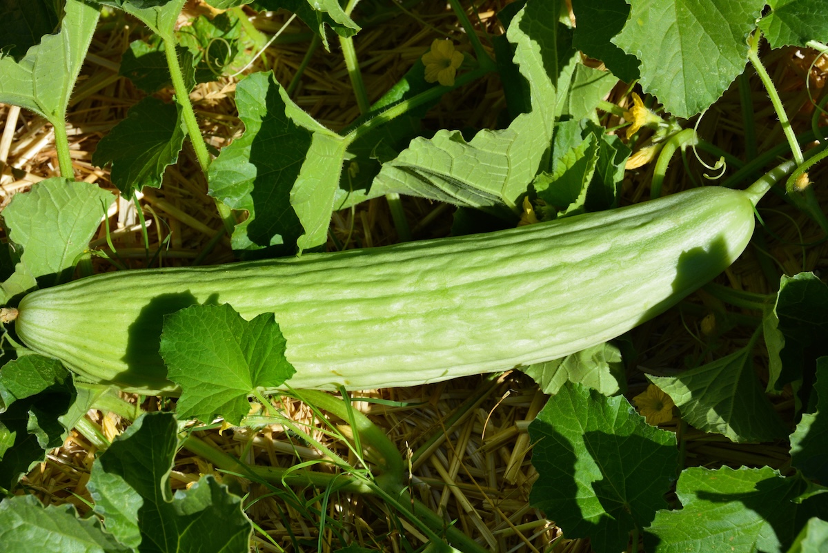 An Armenian cucumber growing in a home garden.