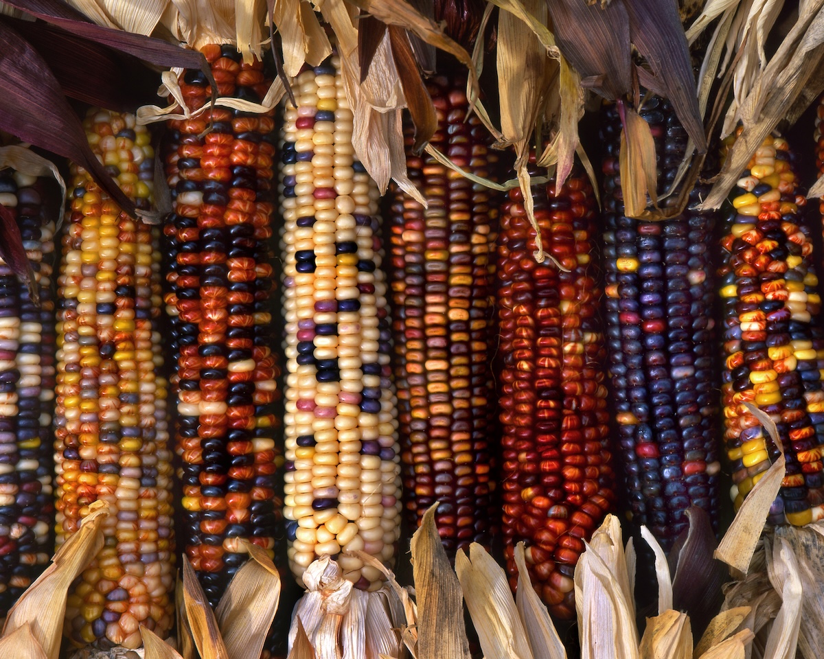 Multicolored cobs of heirloom corn grown in a home garden.