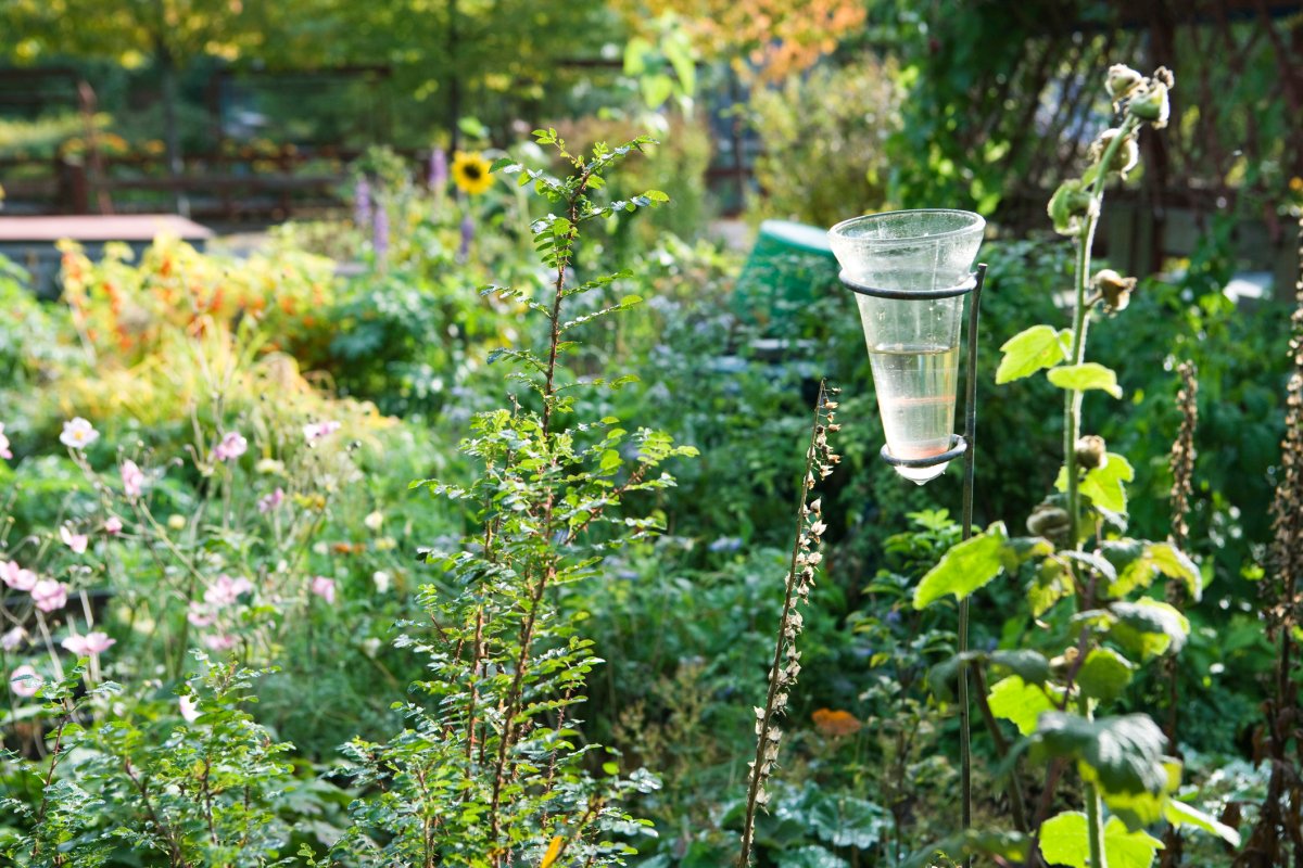 Rain gauge in garden