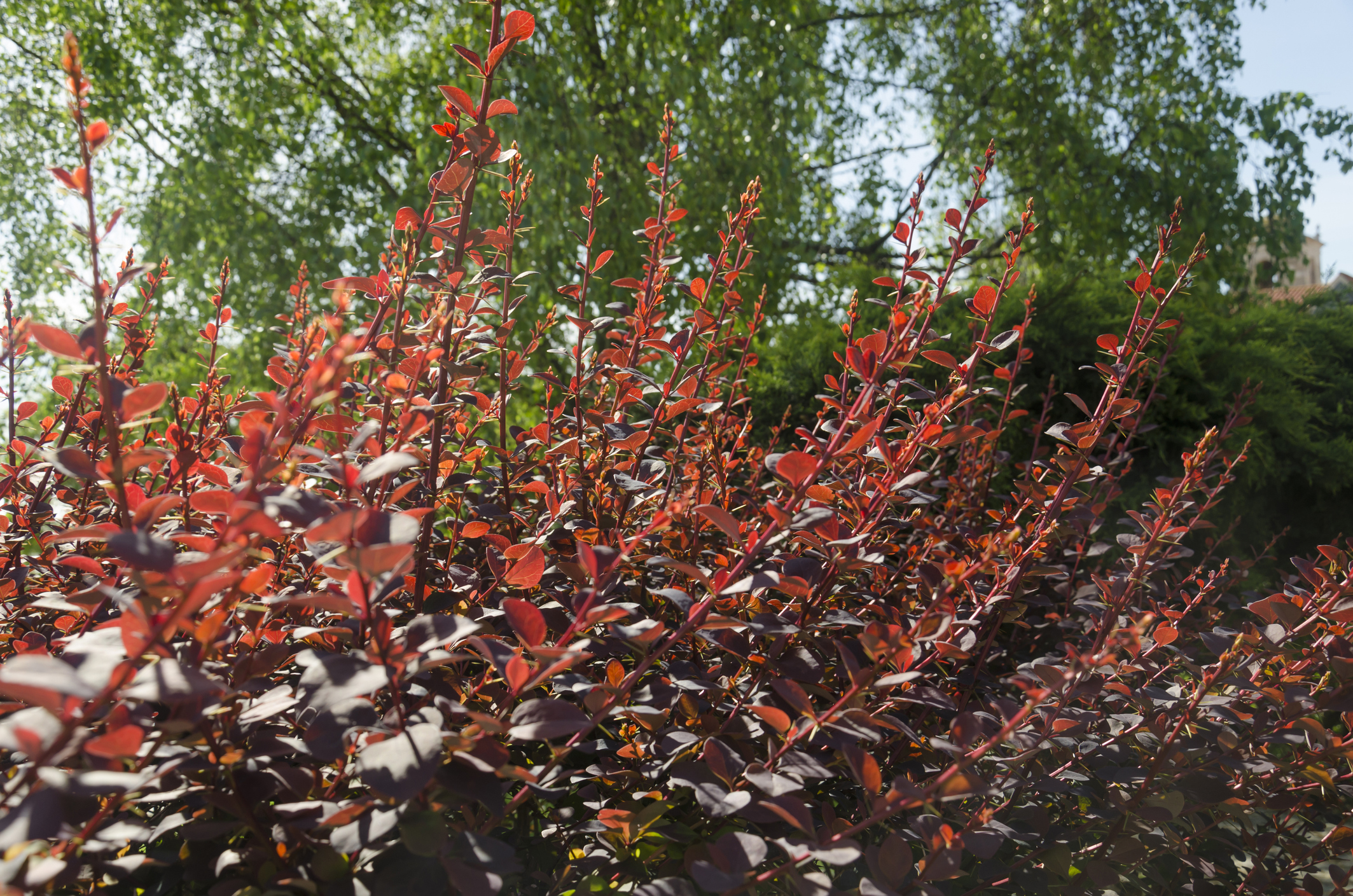 Red Japanese barberry with green trees behind it.