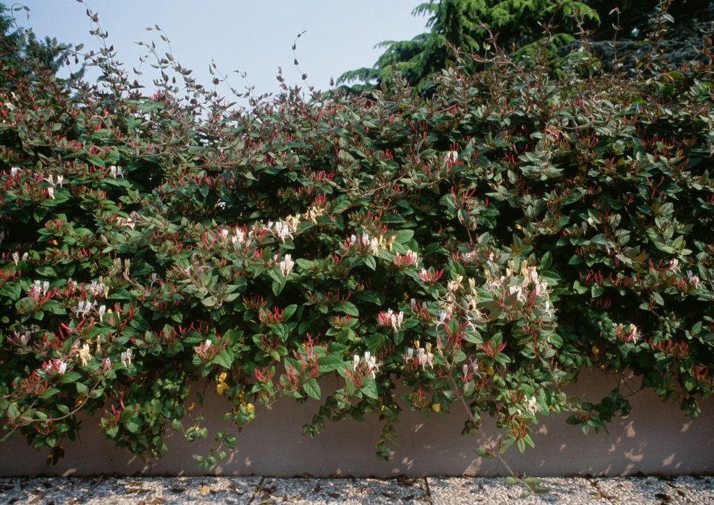 Japanese honeysuckle growing over and above a concrete wall.