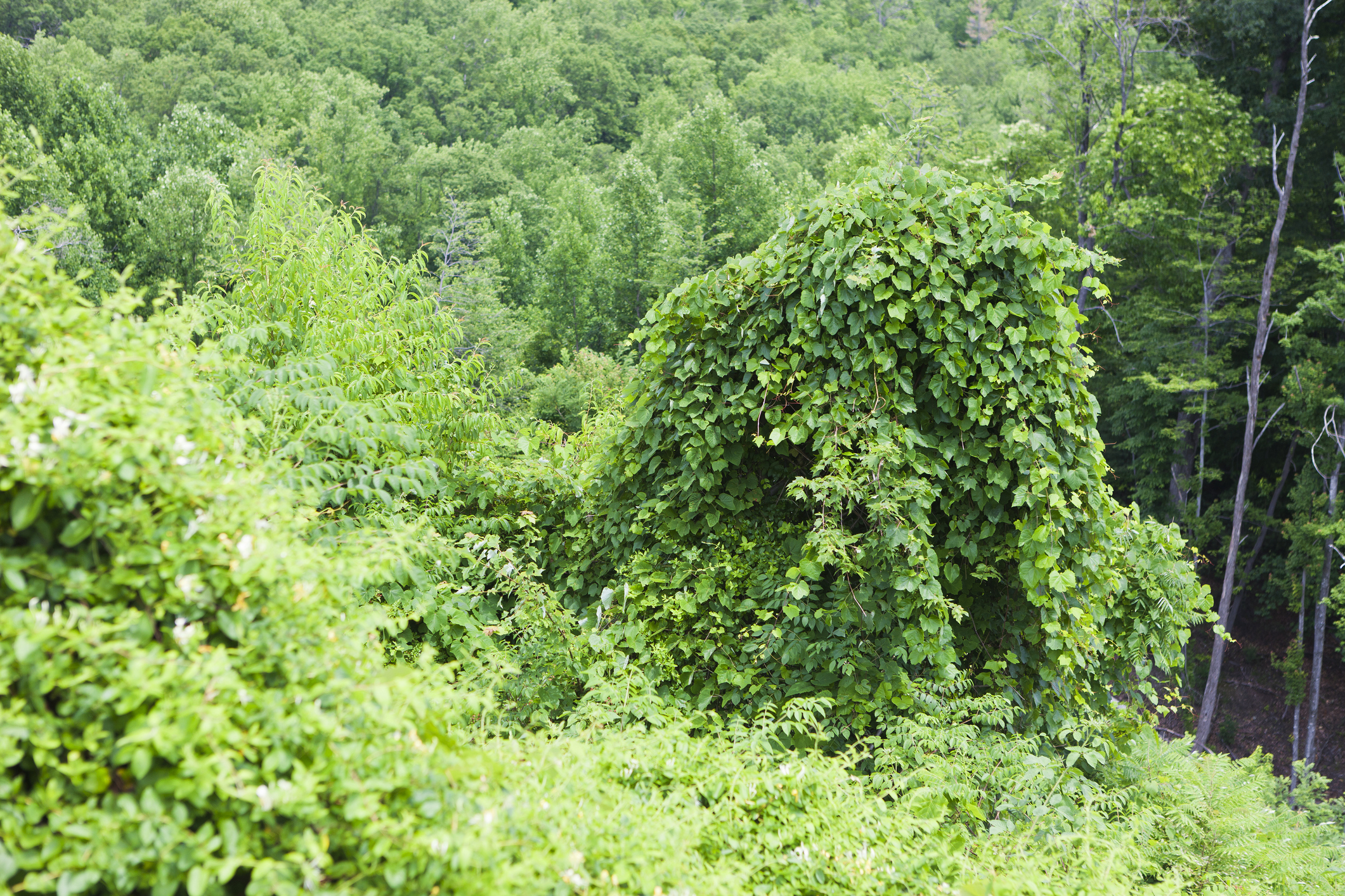 Invasive kudzu overtaking and covering a tree.