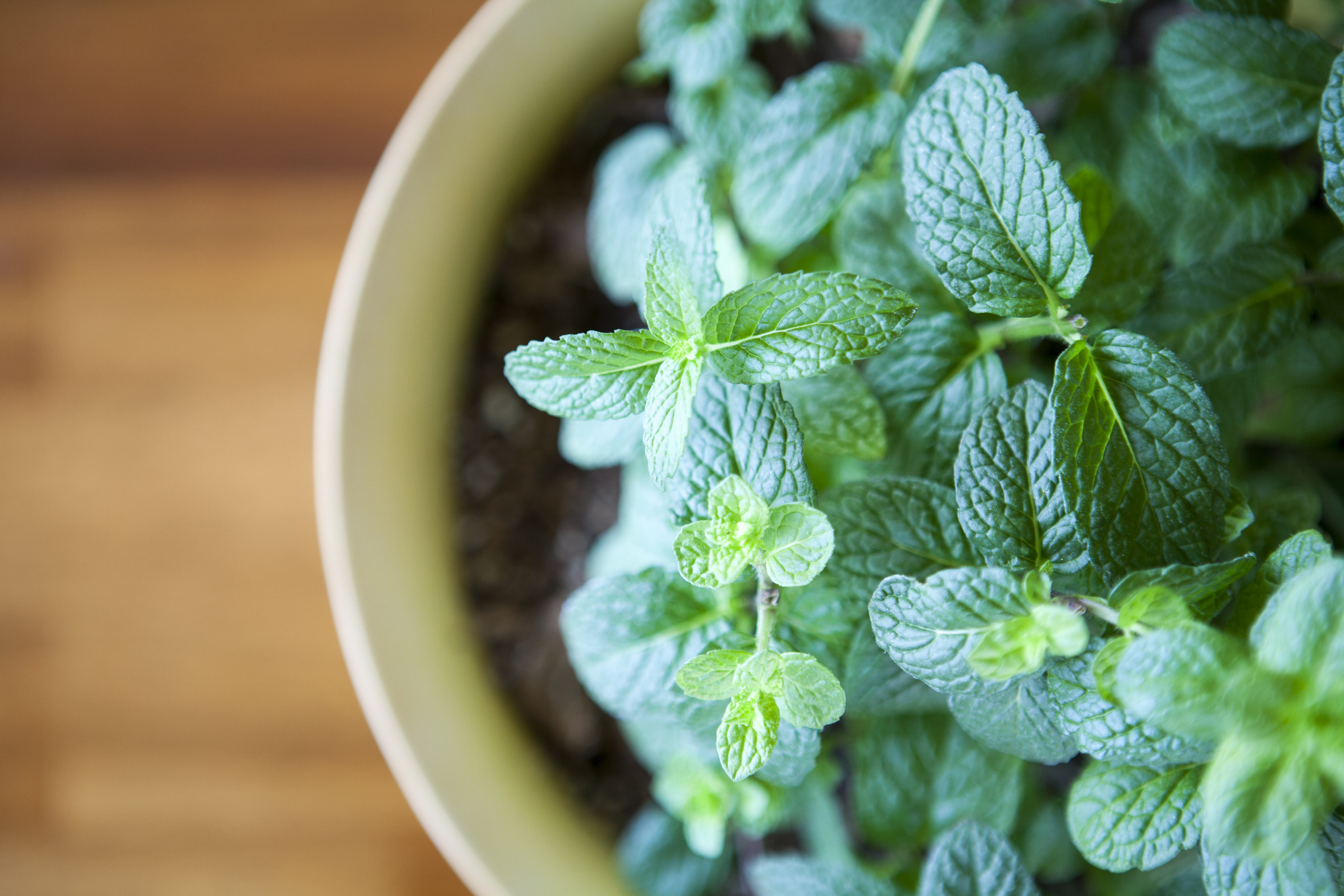 Green mint plant growing in a container.