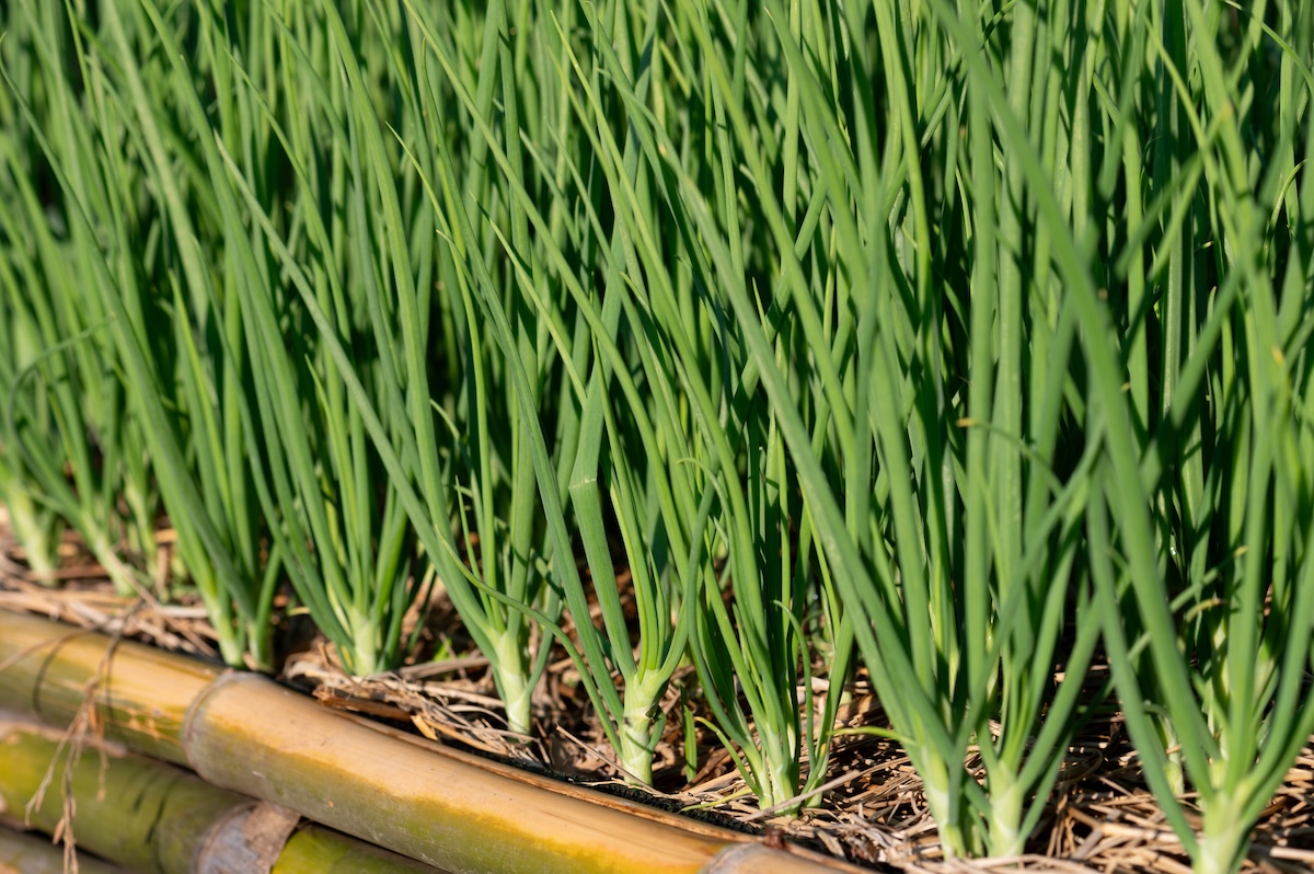 A row of green onions growing on a sunny day.