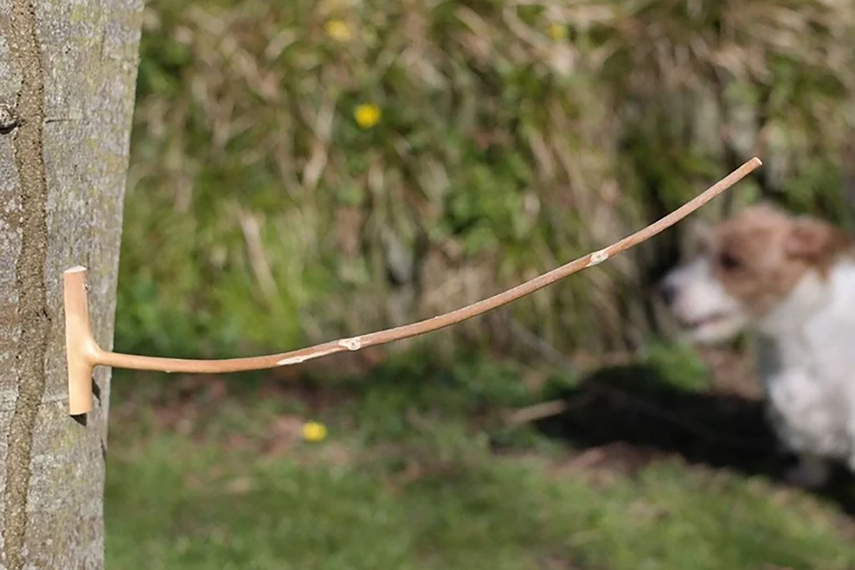 A weather stick mounted on a tree for predicting when it will rain.