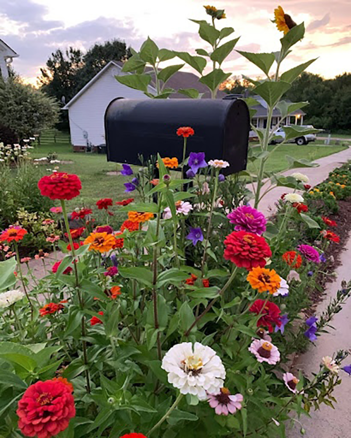 Zinnias and wildflowers surrounding a residential mailbox.