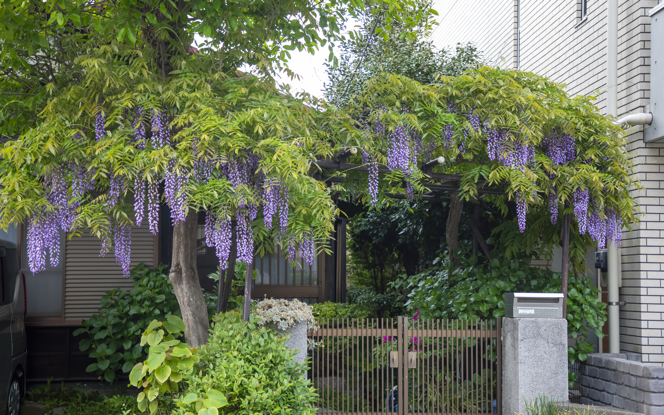 Purple Japanese wisteria growing in front of a house.