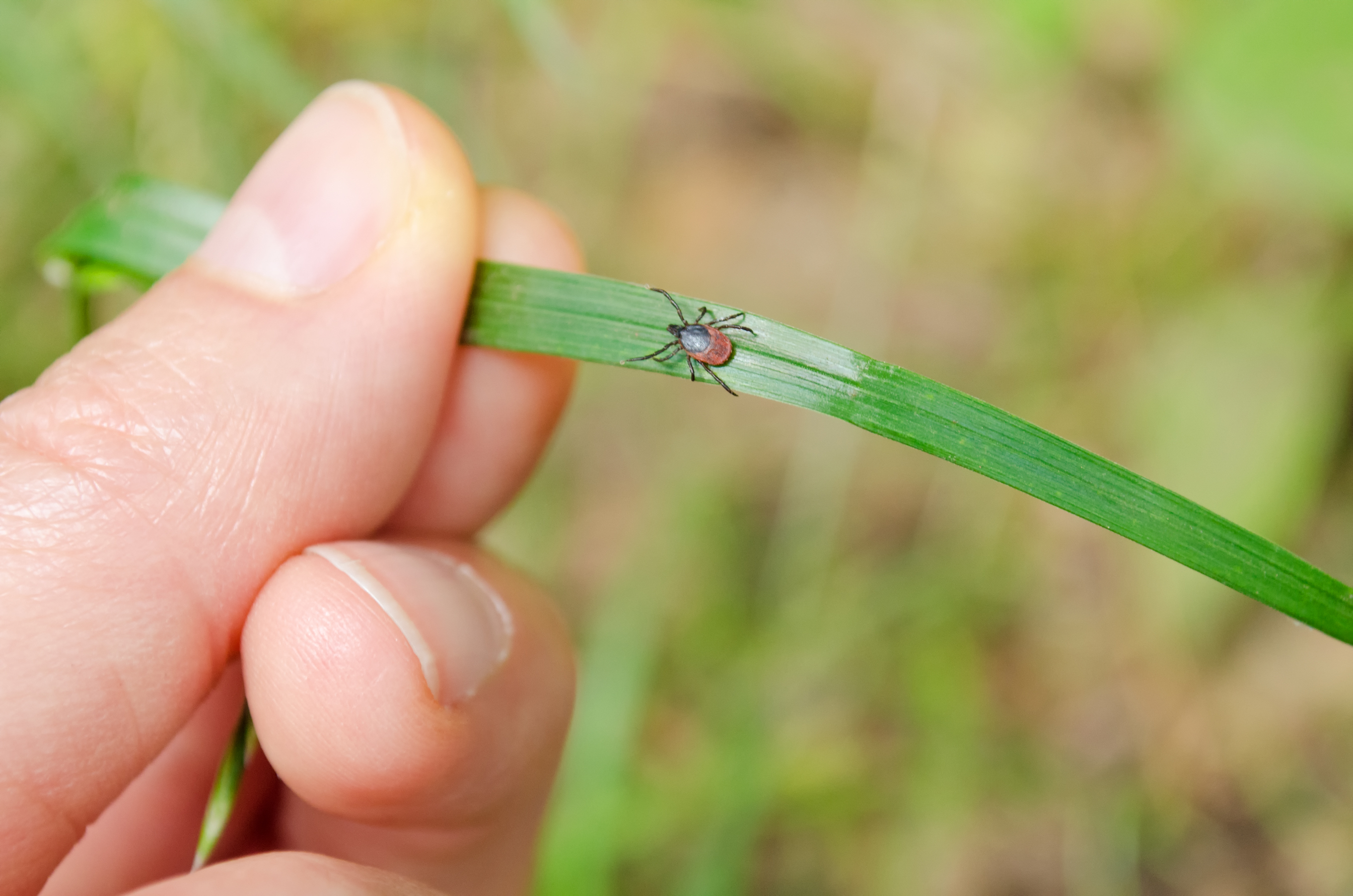 Tick Populations Are Booming Across the U.S. And Displaying ‘Alarming’ New Behavior