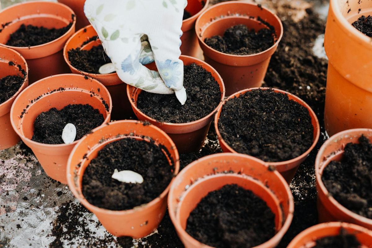 Our Favorite Seeds for Proven Performance and Exceptional Flavor
