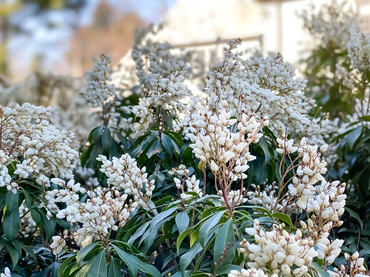 5 Low-Maintenance Alternatives to Temperamental Plants
