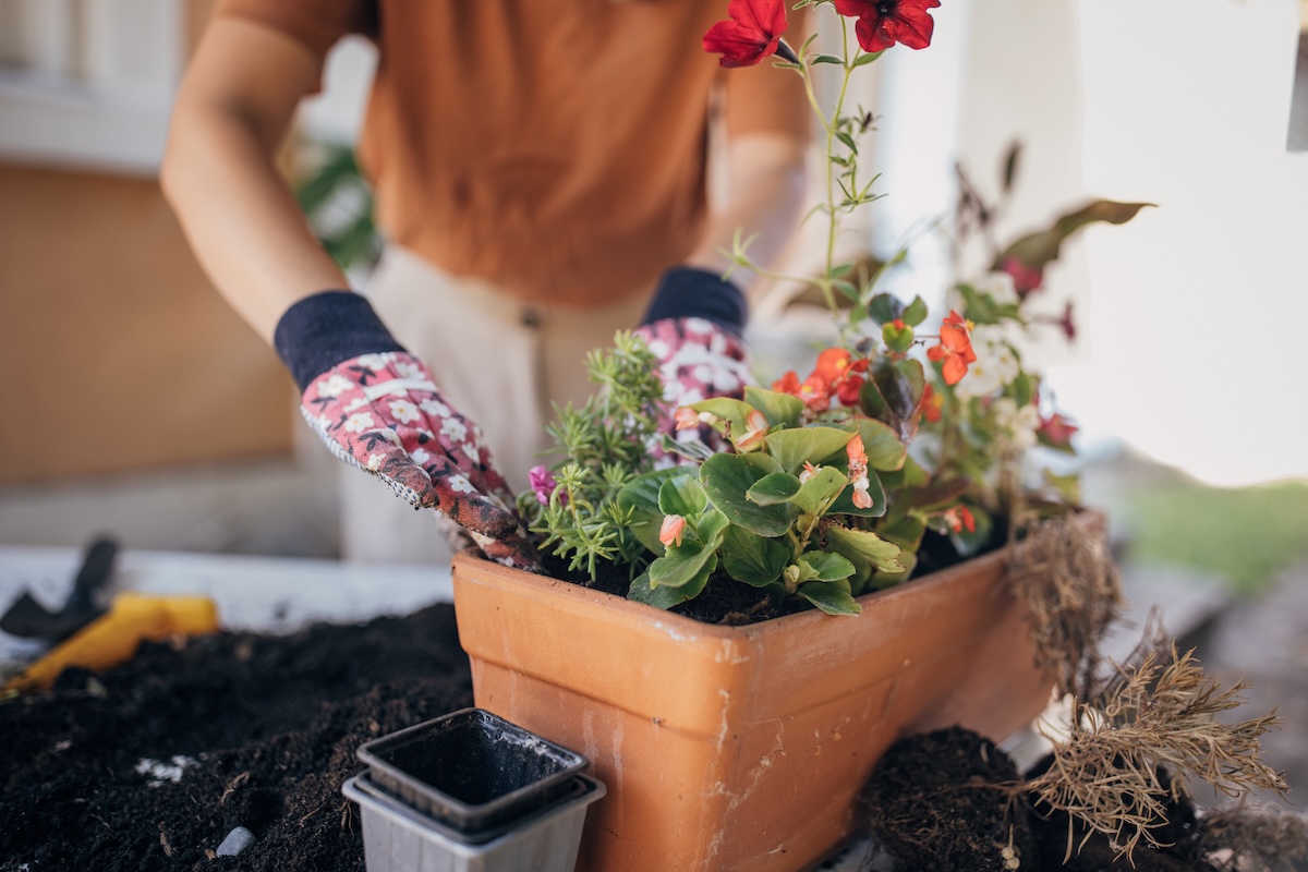 The 11 Best Flowering Plants for Pots