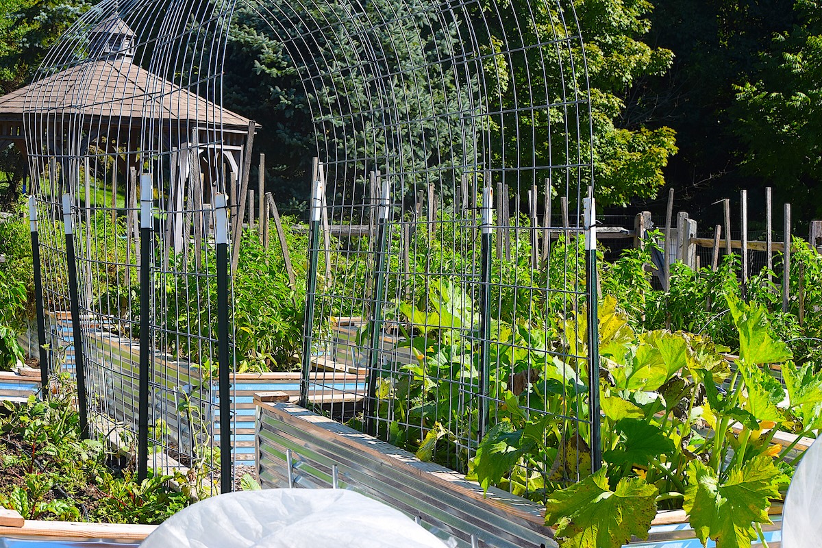 How to Build Your Own Arched Cattle Panel Trellis