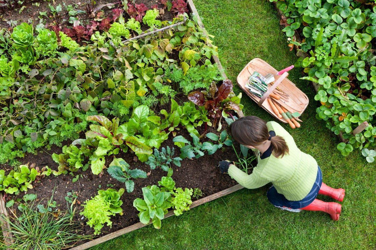 The Biggest Mistakes You Can Make With Companion Planting, According to Experts