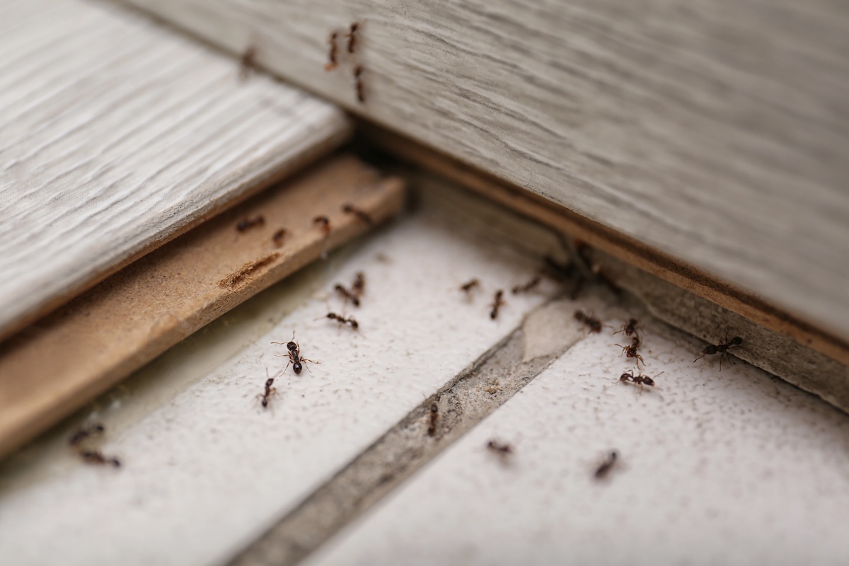 These Are the Best (and Cheapest) Ways to Banish Ants From Your Property