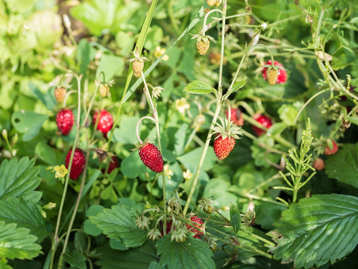 These Are the 9 Best Plants to Grow Alongside Strawberries This Summer
