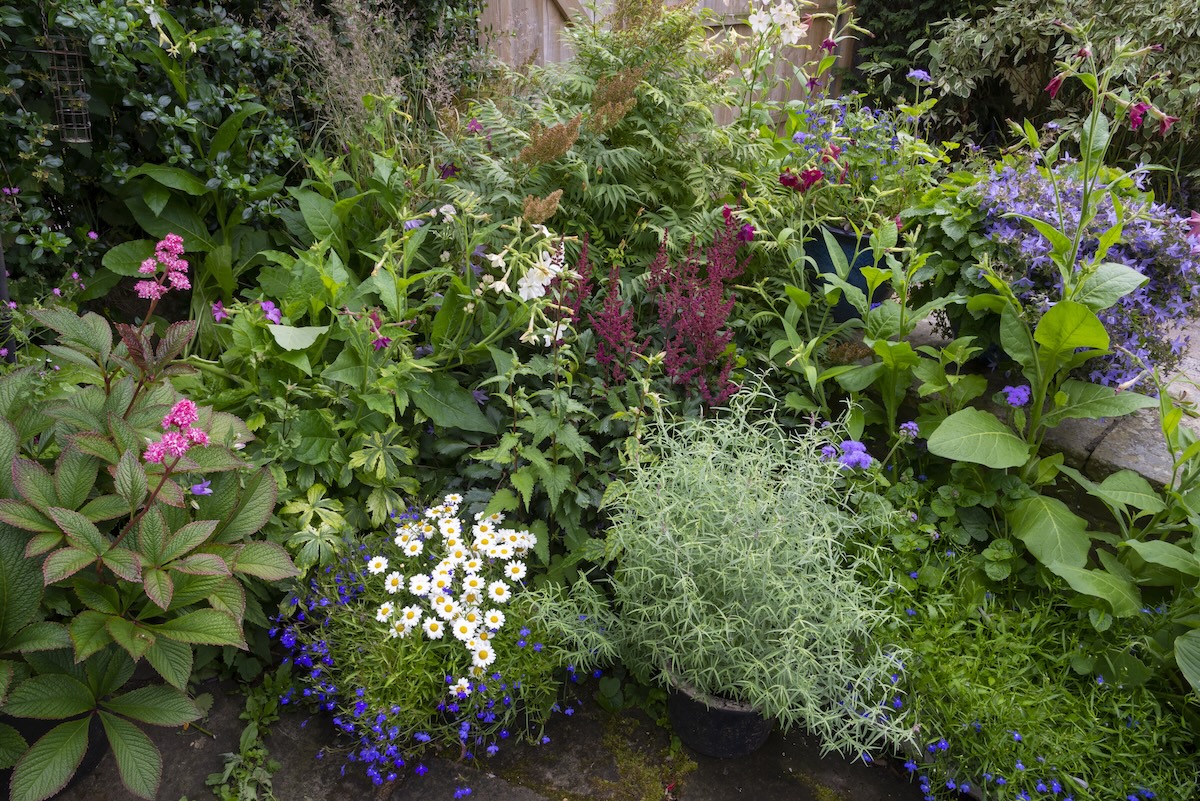Yes, There Are Flowers That Grow in Shade—These Are Our 10 Favorites