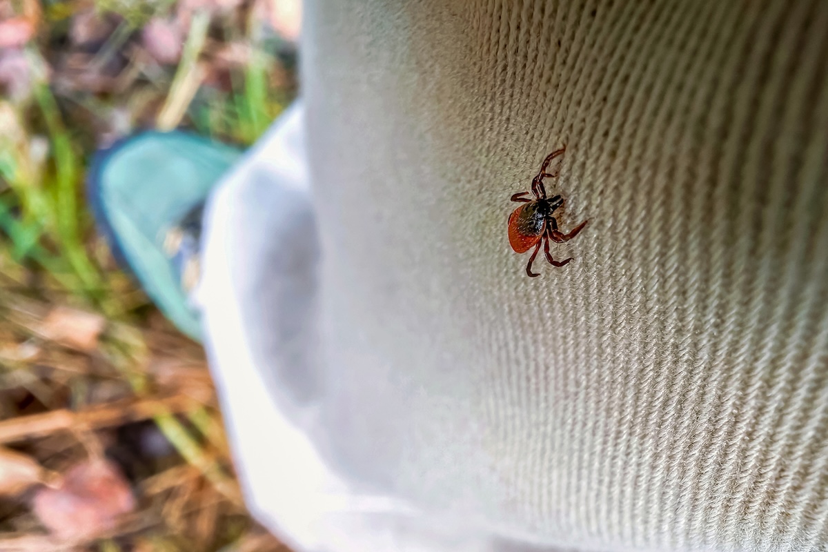 An Expert Gardener’s Best Advice for Avoiding Ticks This Season
