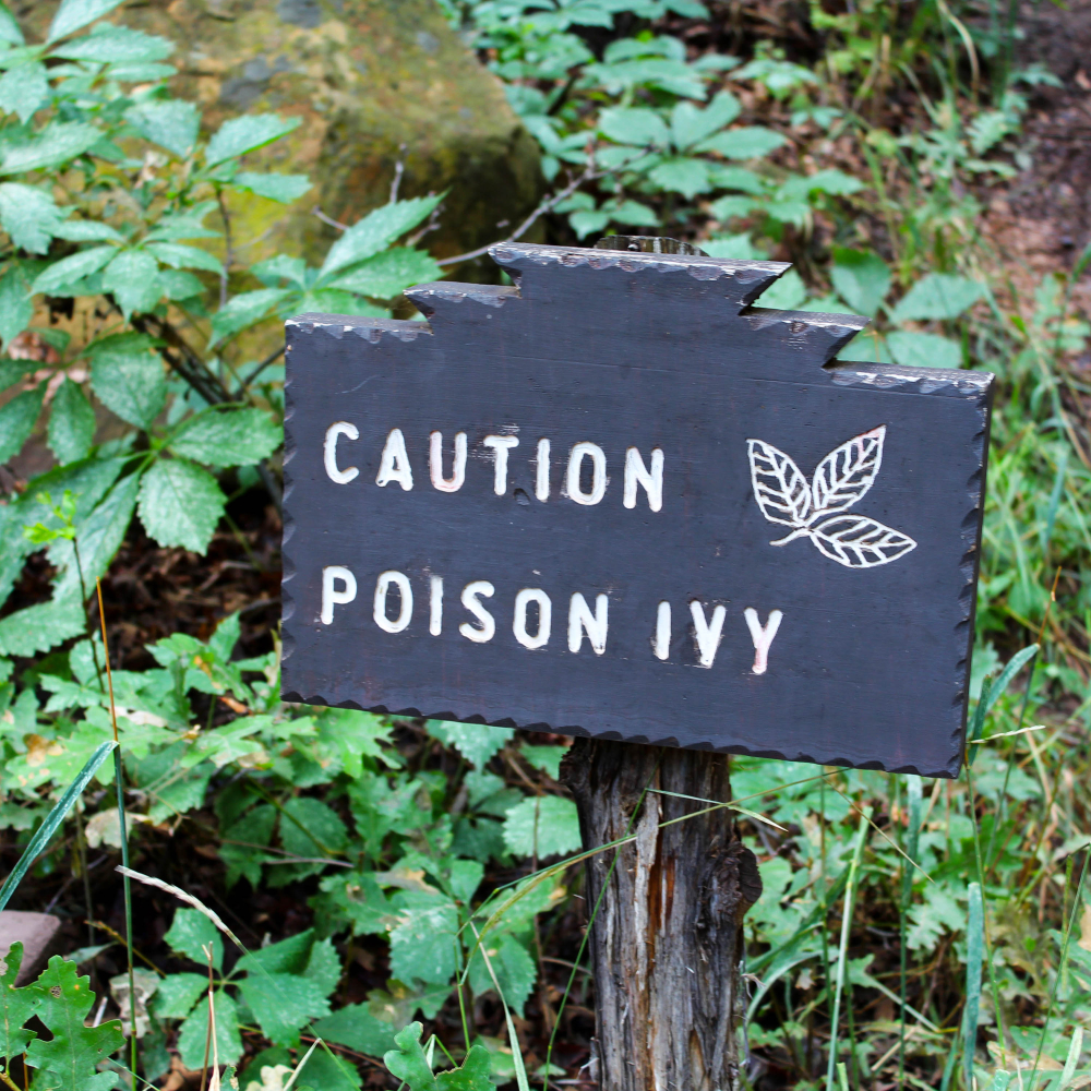 3 Things You’ll Want to Waste No Time Cleaning After a Run-In With Poison Ivy