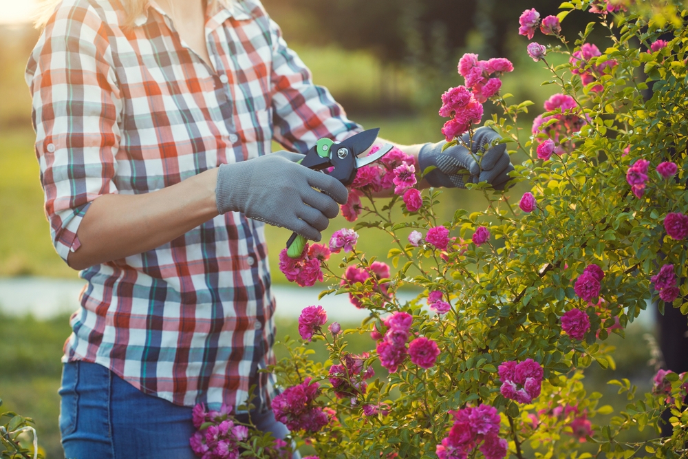 Wait! Don’t Cut Back These Popular Landscaping Plants in the Fall